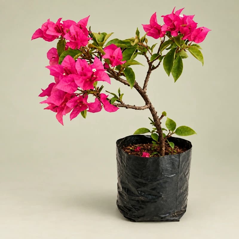 Bougainvillea