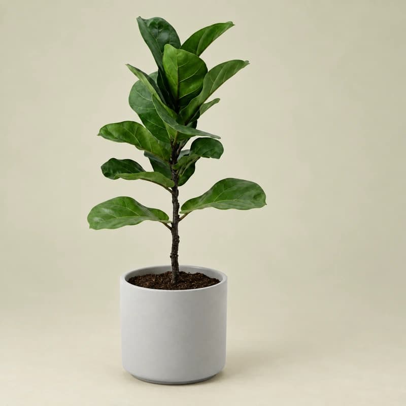 Fiddle Leaf Fig