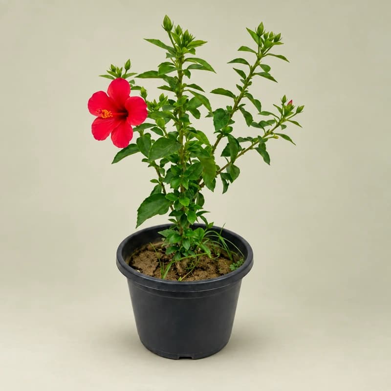 Hibiscus (Gudhal)