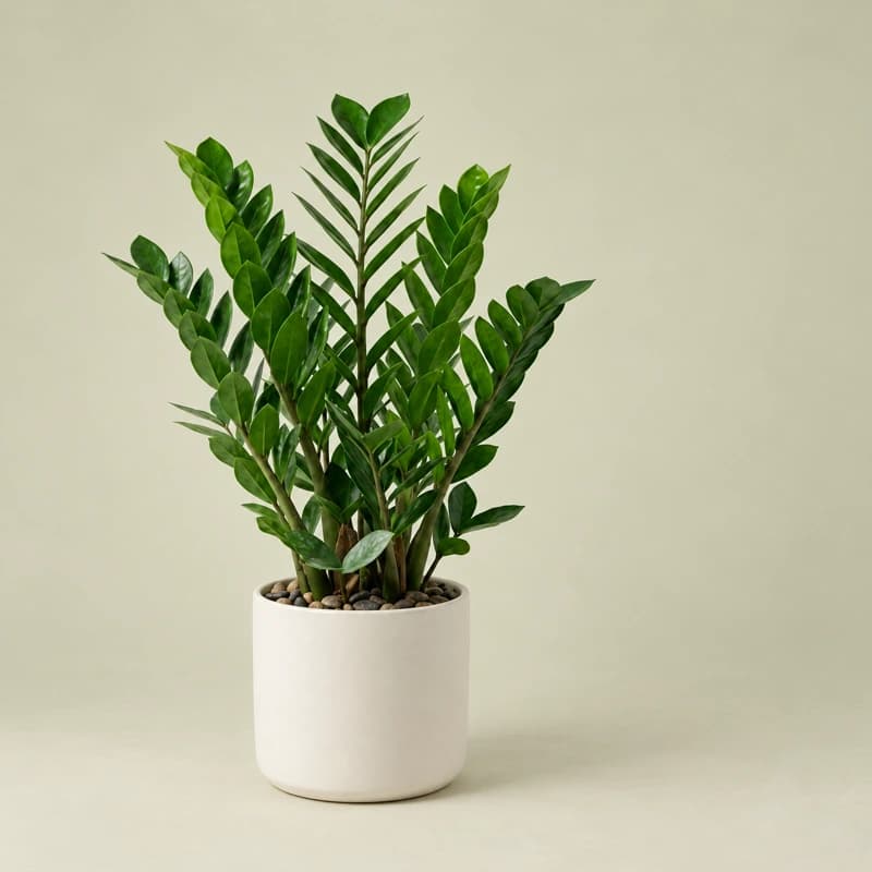 Air Purifying Indoor Plant - Zz Green