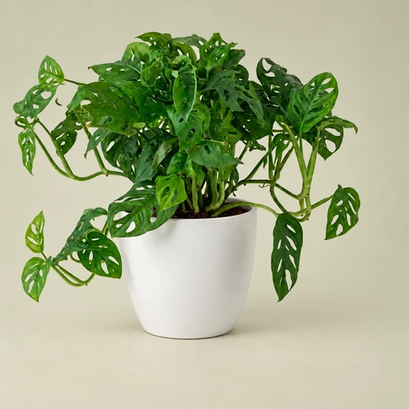 Monstera adansonii( Swiss Cheese Vine) in 6 inches pot