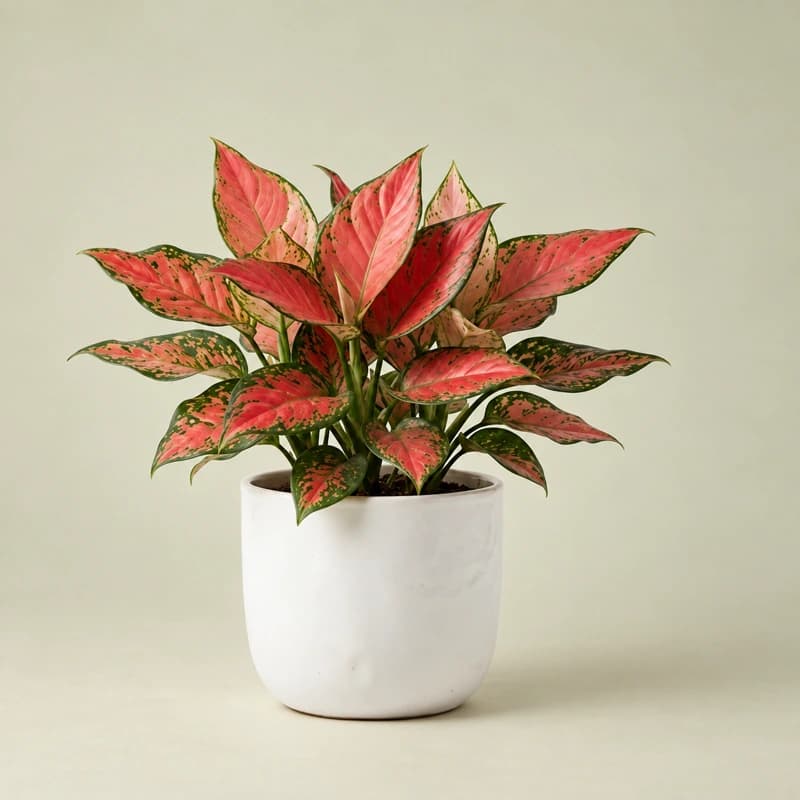 Aglaonema plant red valentine in 6 inches pot