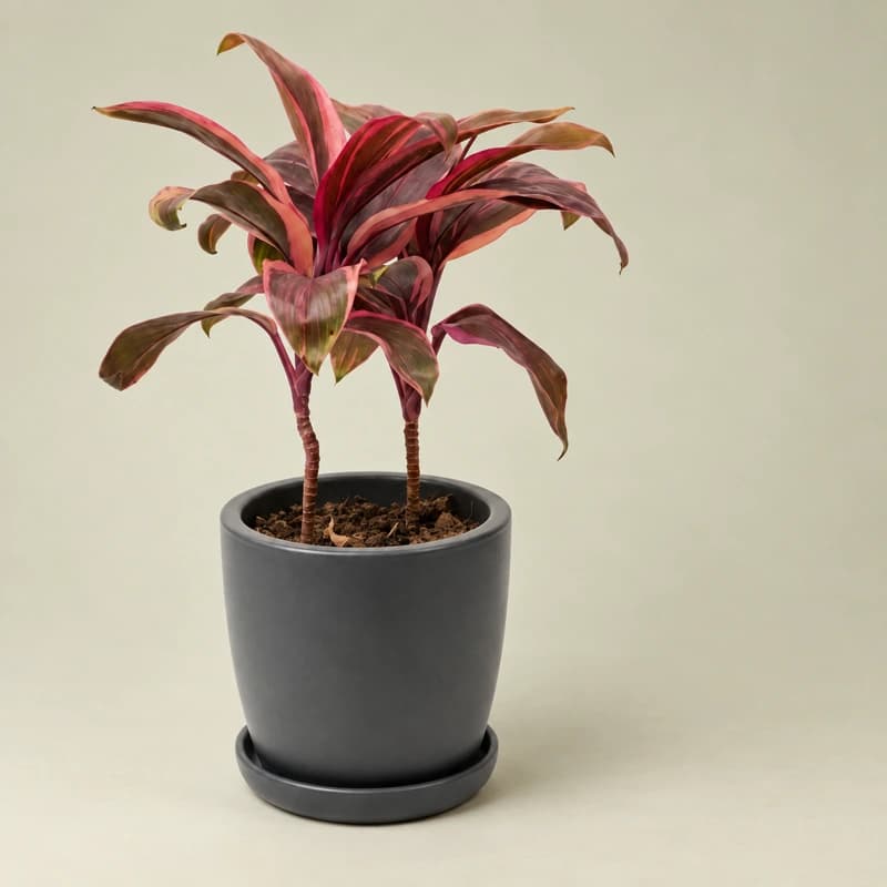 Cordyline Fruticosa in 10 inches pot