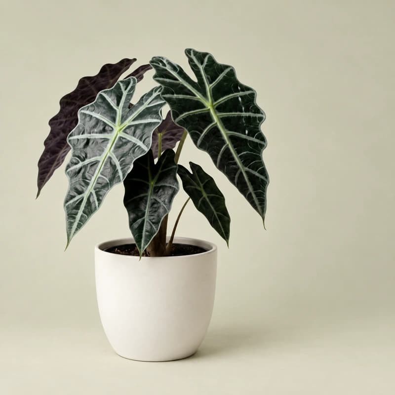 Alocasia "Polly"(African Mask Plant) in 6 inches pot