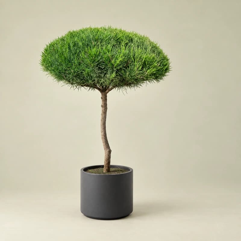 Casuarina (Round Shape) in 12 inches pot