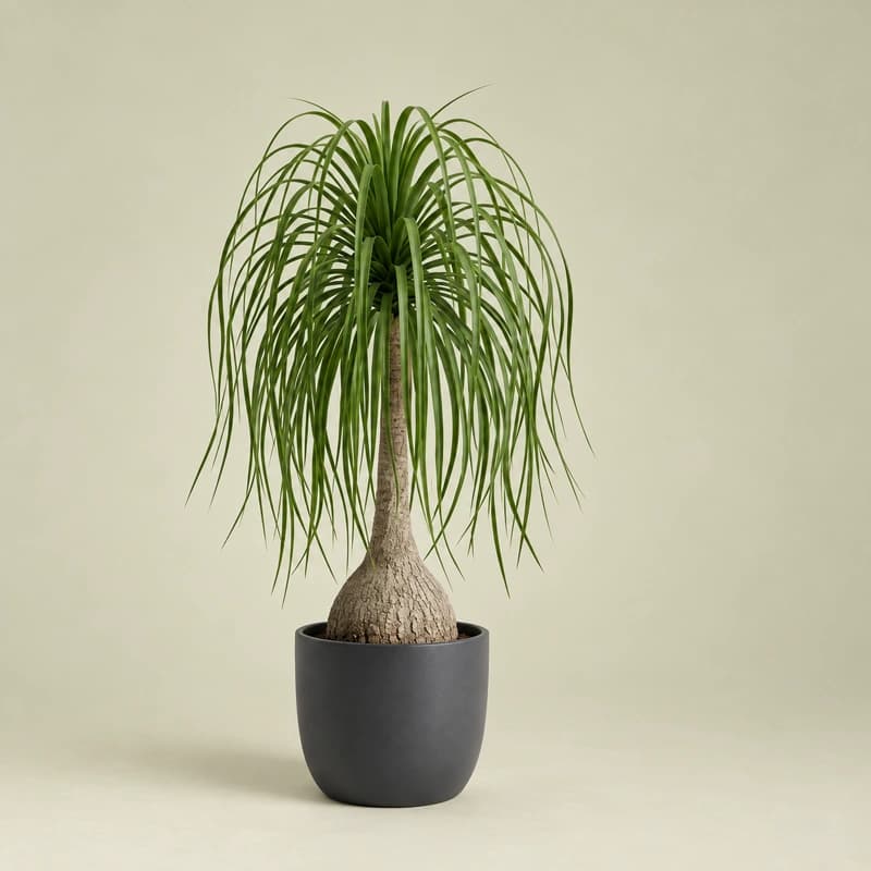 Nolina Palm(Ponytail Palm) in 18 inches pot