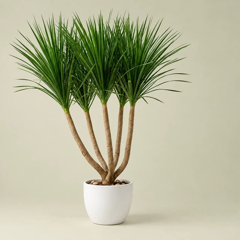 Dragon Tree( Dracaena marginata) in 14 inches pot