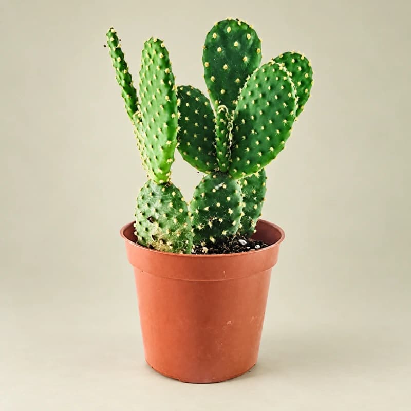 Nagfani Cactus