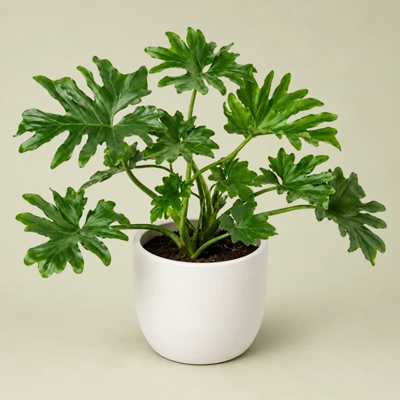 Philodendron xanadu