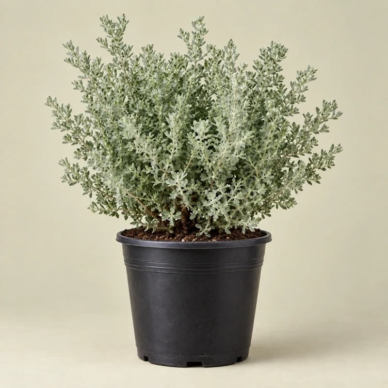 Nikodia plant in 16 inches nursery pot