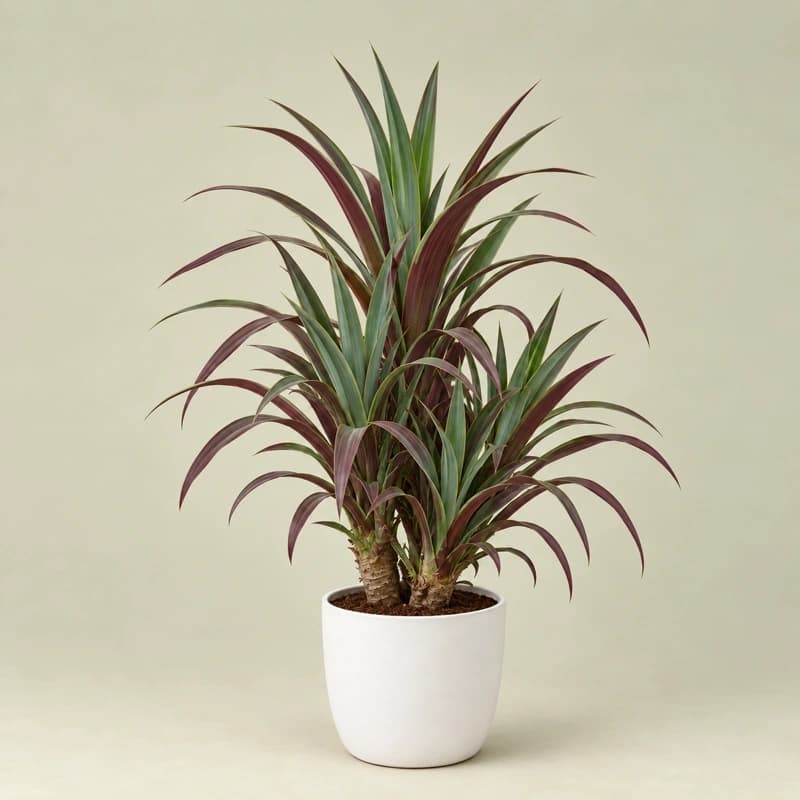 Yuca Desmetiana in 20 inches pot