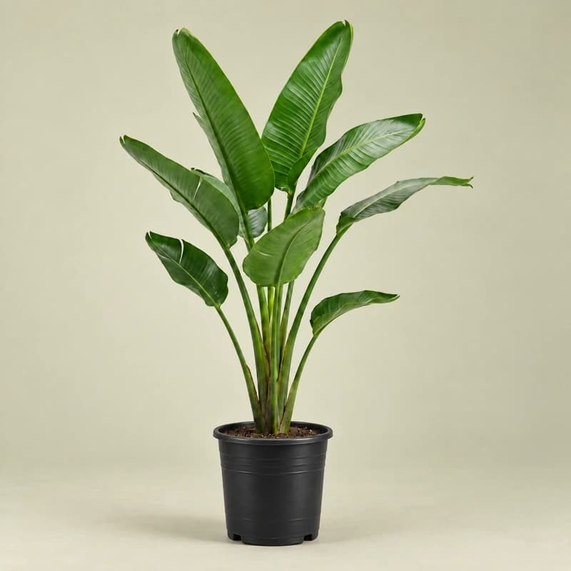 Bird of Paradise(Strelitzia nicolai) in 18 inches nursery pot