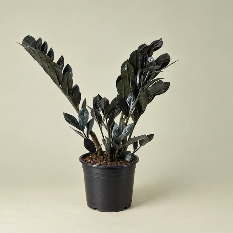 Raven ZZ plant in 10 inches nursery pot