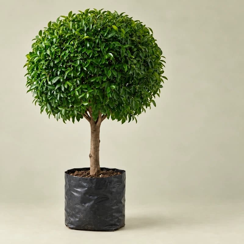 Ficus Ratusa Ball in 24 inches bag