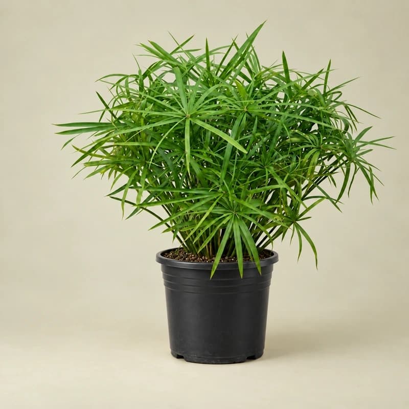 Umbrella Plant in 12 inches nursery pot