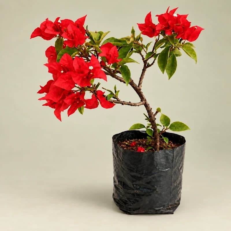bongainvillea Red Plant