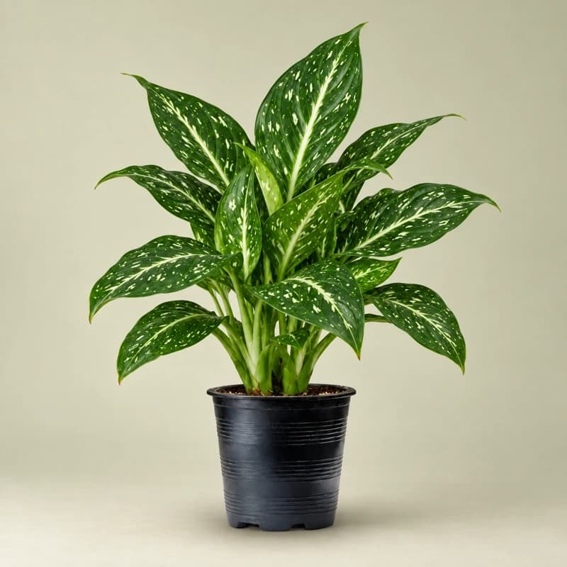 Aglaonema causatum plant