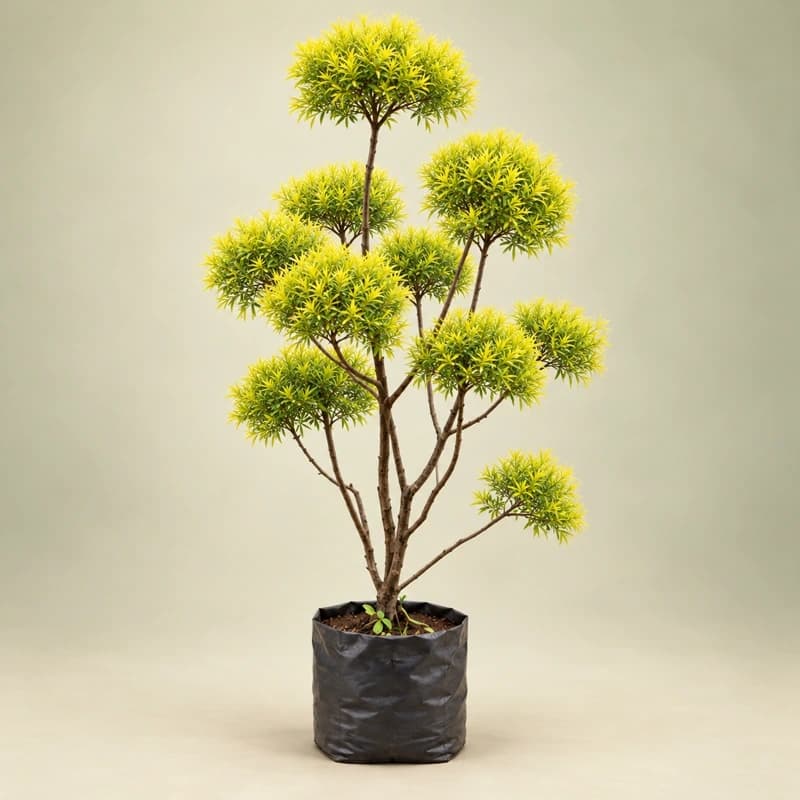 Golden Bottle Bush