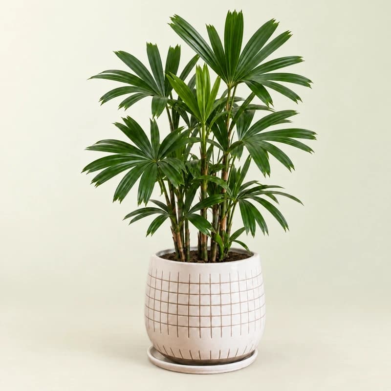 Lady Palm
