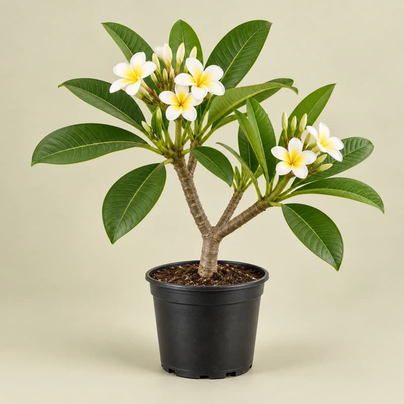 Champa Plant