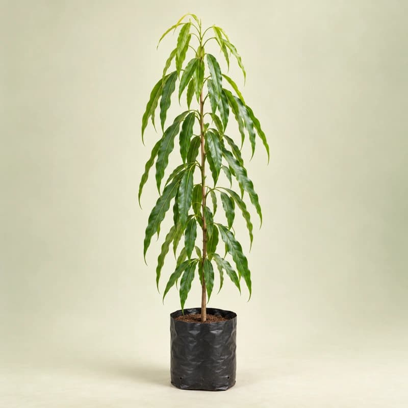 Ashoka Plant