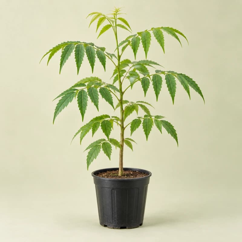 Neem Plant