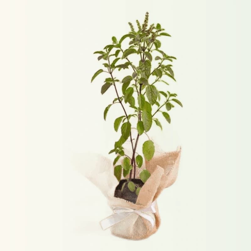 Tulsi Plant
