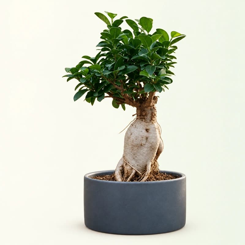 Ficus Bonsai