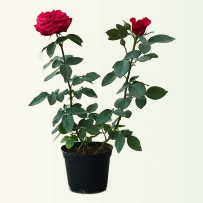Rose Plant