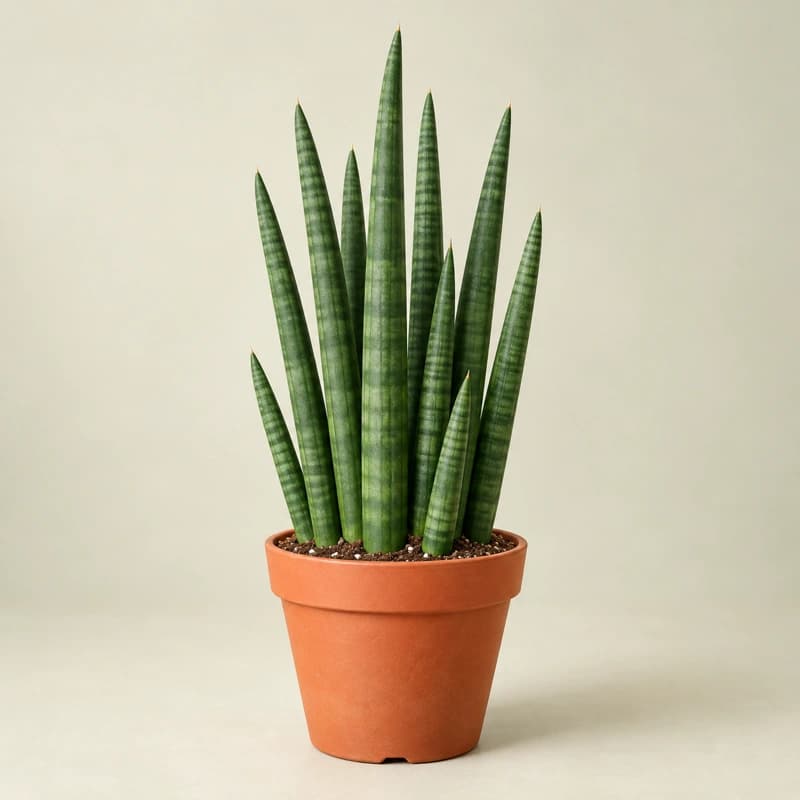 Sansevieria Cylindrica