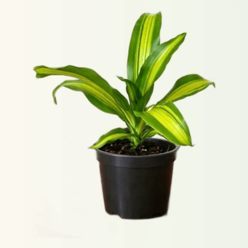 Dracaena