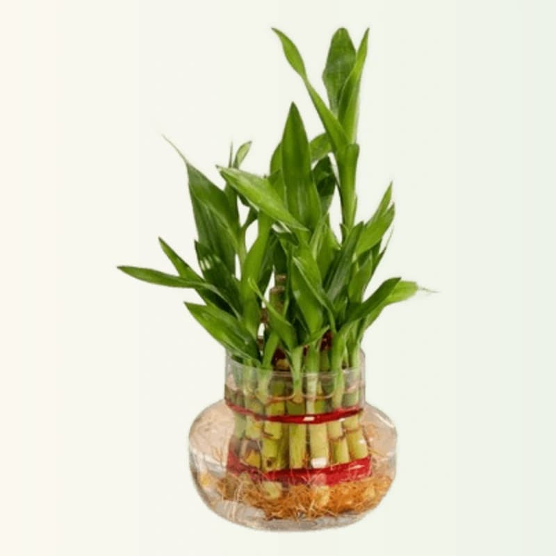 Lucky Bamboo