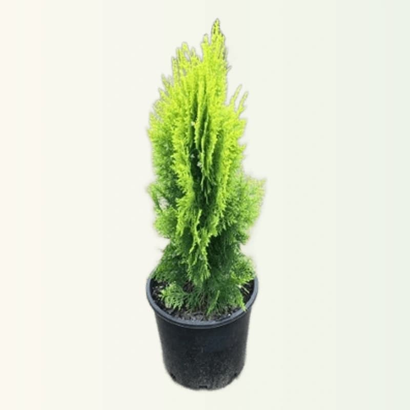 Morpanki Plant