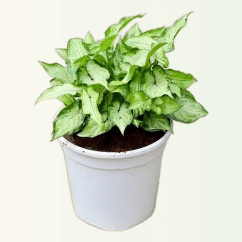 Syngonium Yammi