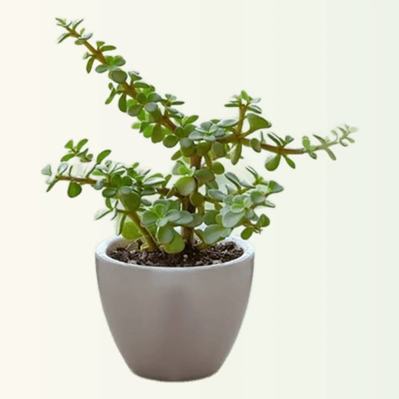 Jade