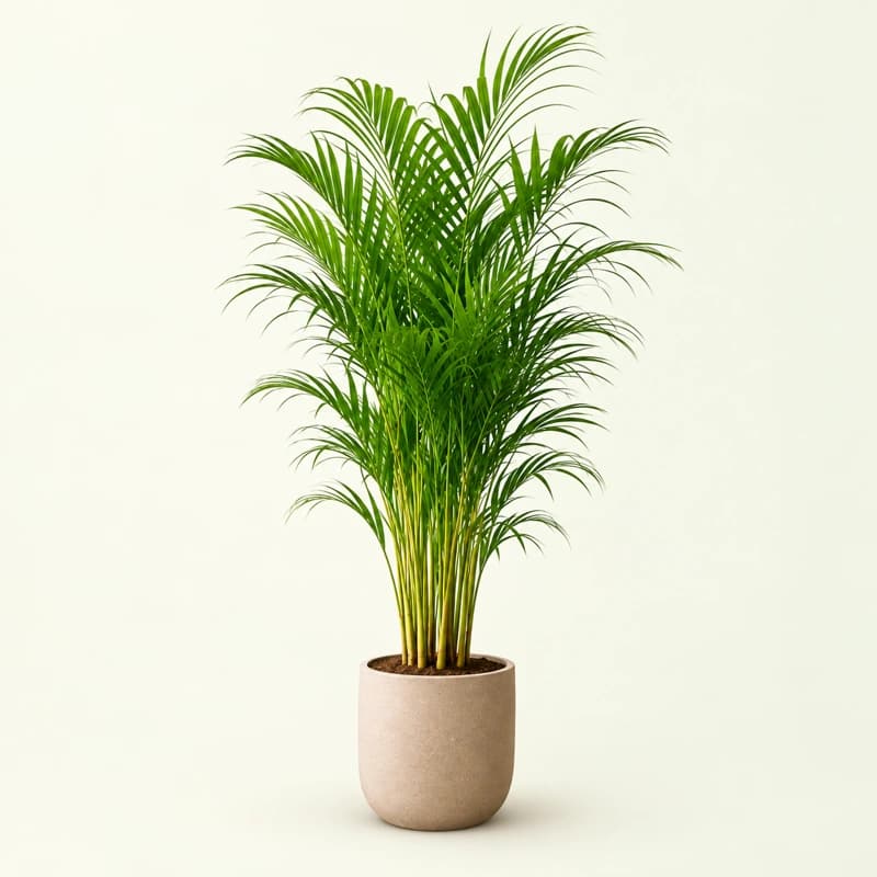 Areca Palm (~ 3.5 Ft)