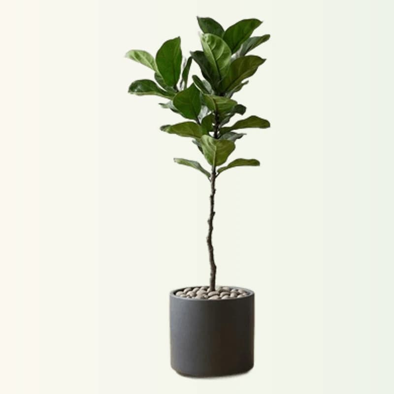 Fiddle Leaf Fig Big Plant