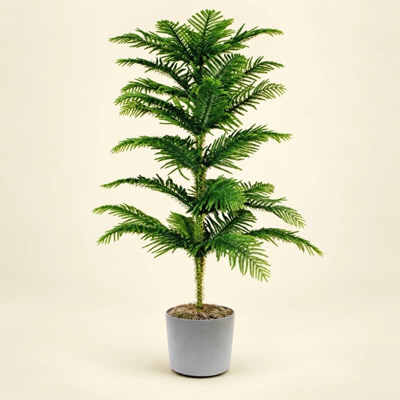 Araucaria/Christmas tree