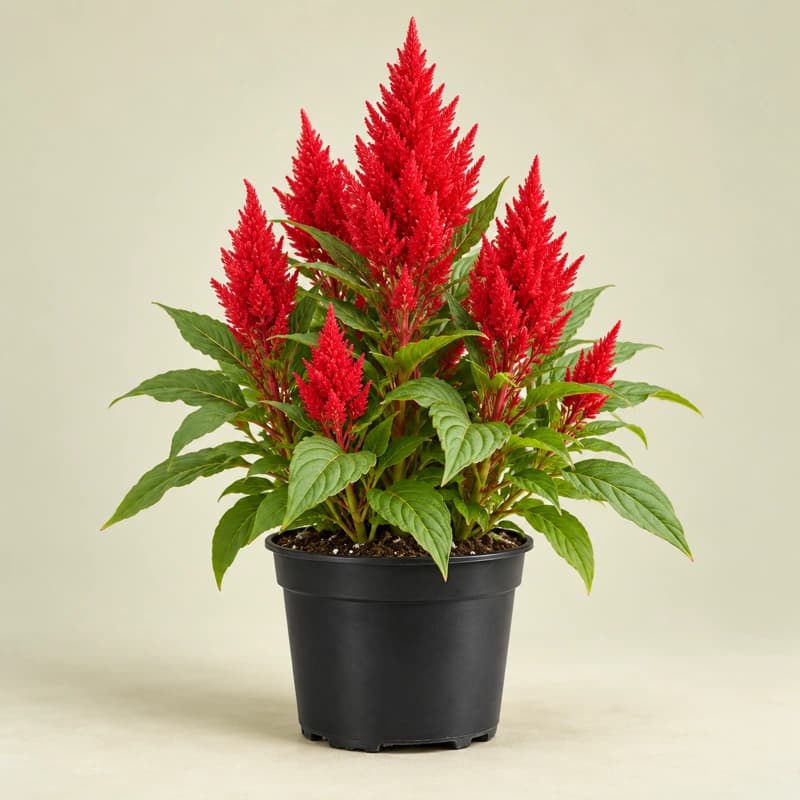 Red Silochia Plant