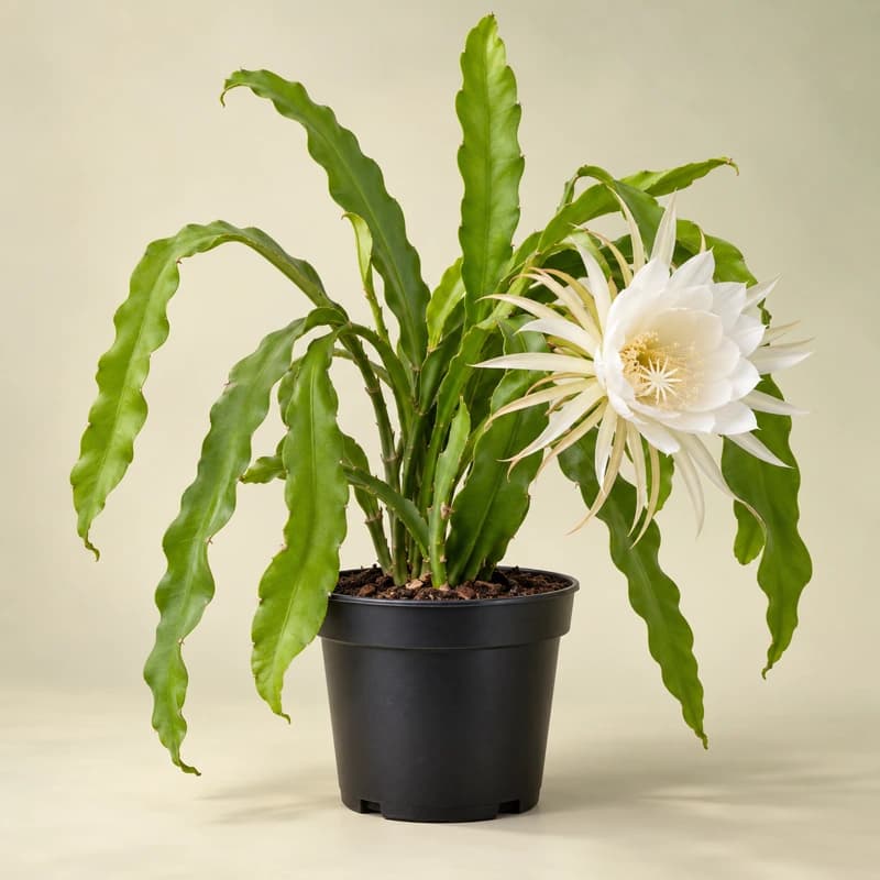 Brahma Kamal/ Queen of the night