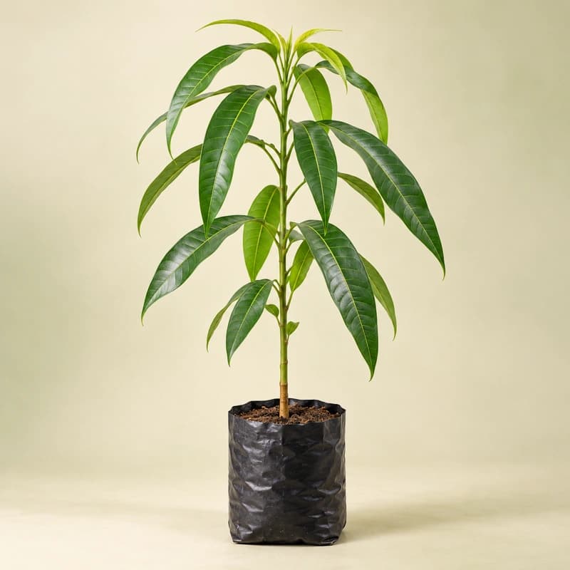 Mango Plant