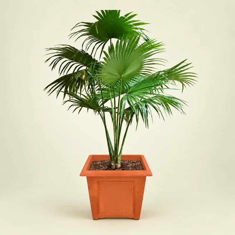chinese palm