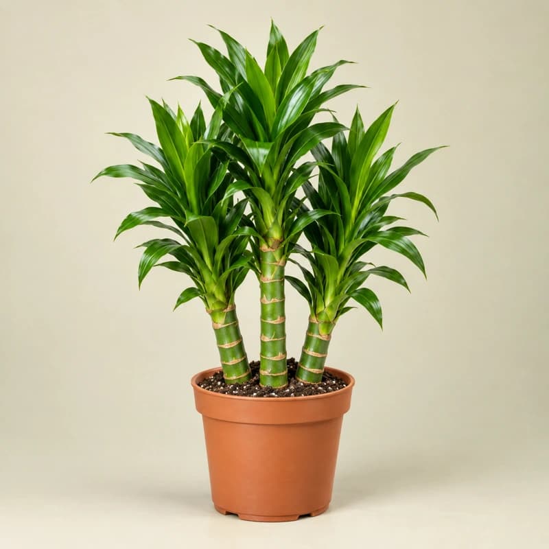 Lotus Bamboo special plant