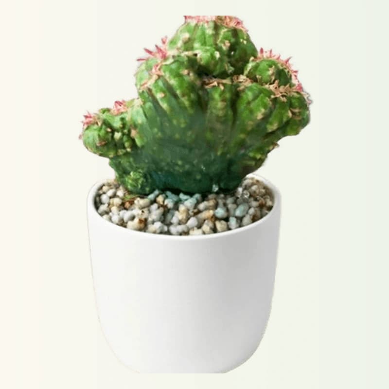 Boxer Cactus