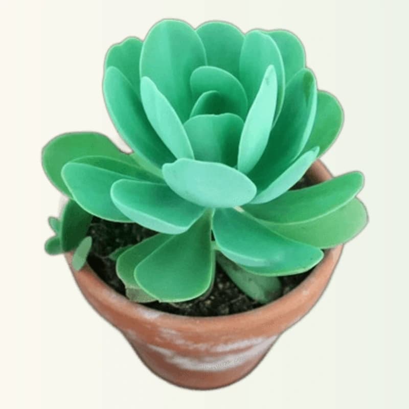 Kalanchoe tetraphylla
