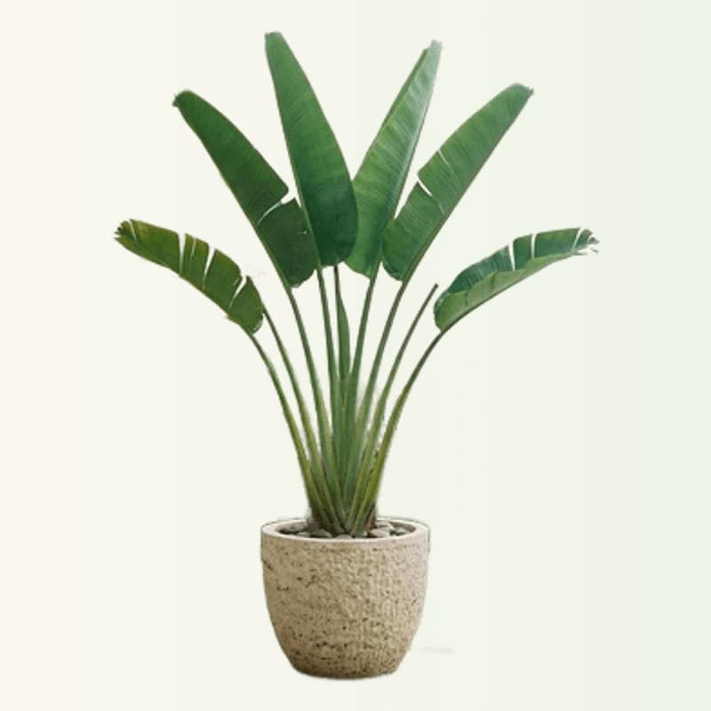 Traveller Palm