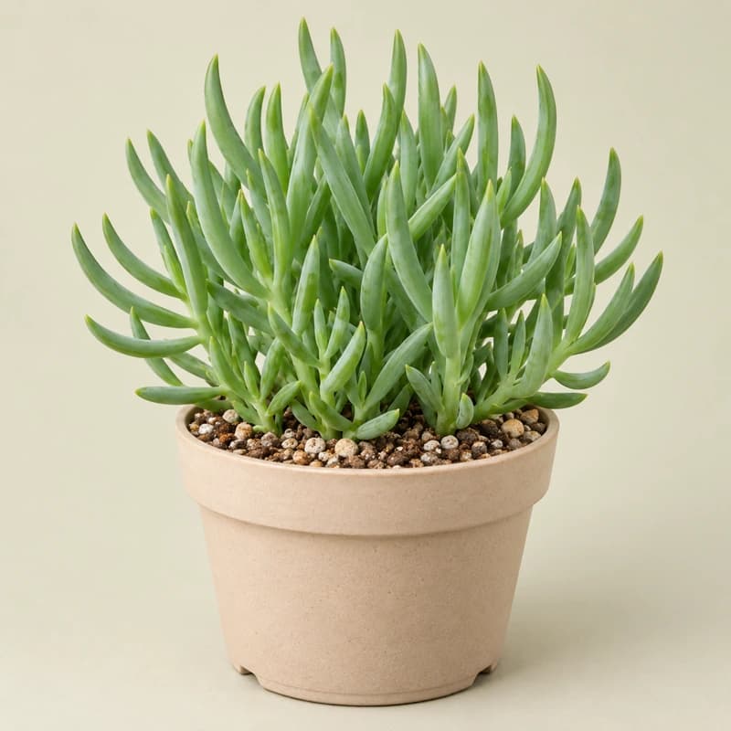 Senecio Vitalis