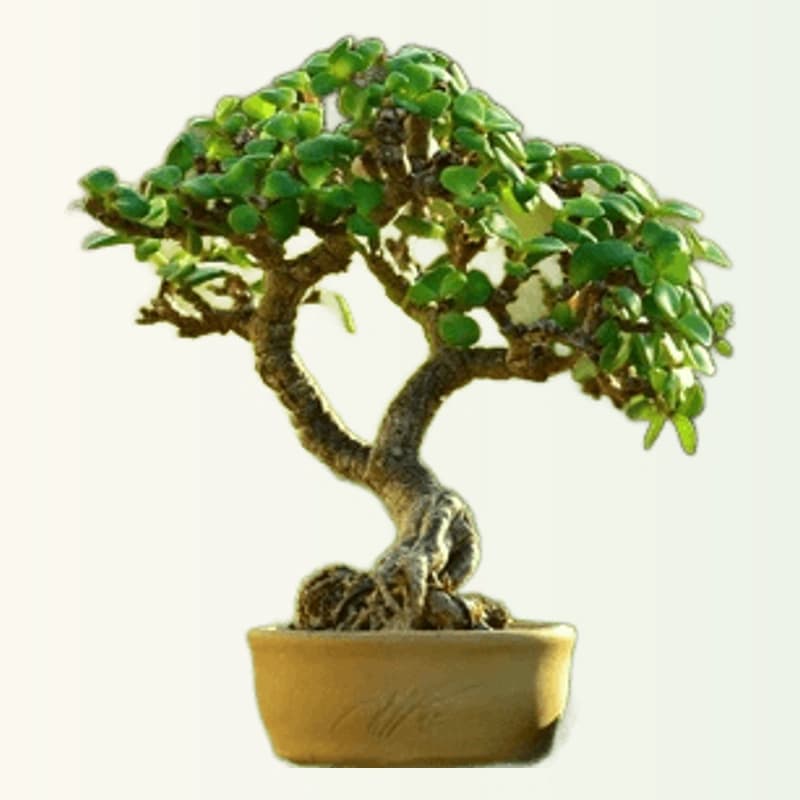 Jade Bonsai