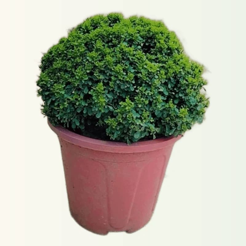 Table kamini plant