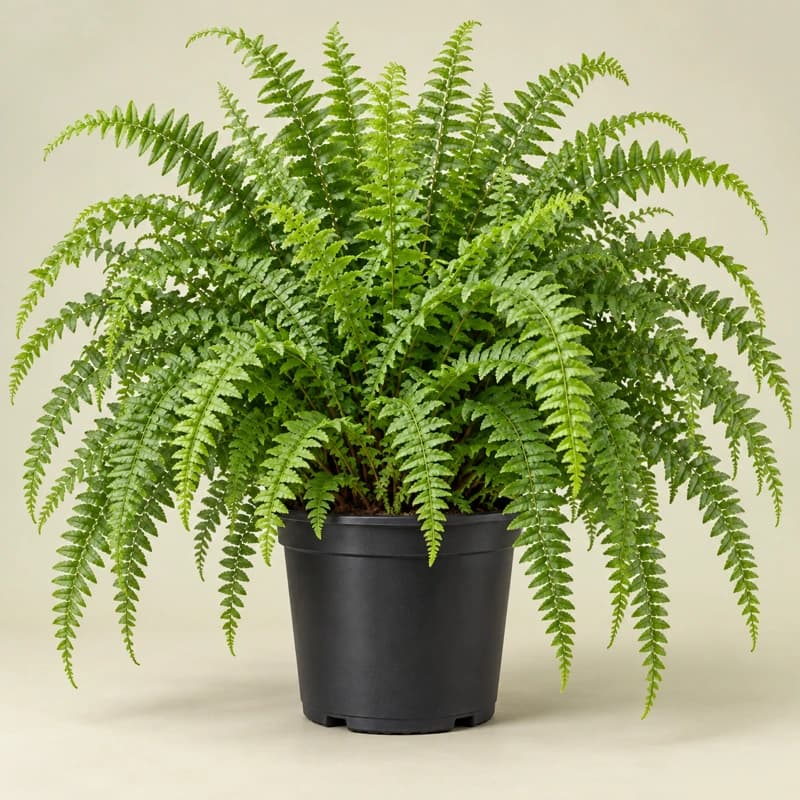 Boston fern- air purifying indoor plants